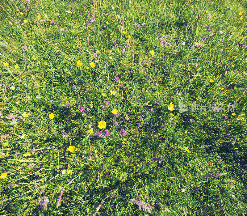 夏日草地和上面的野花