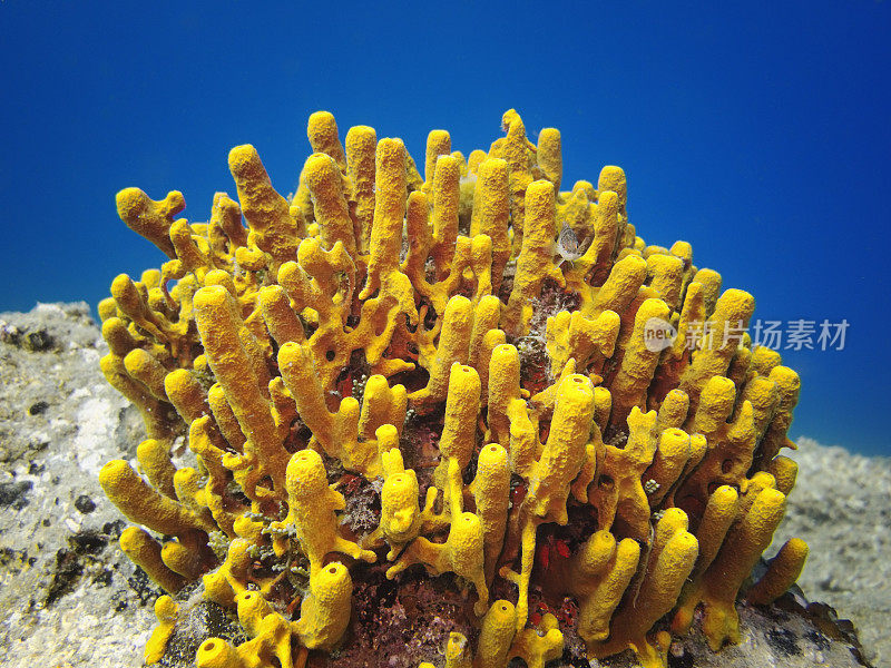 海底黄管海绵