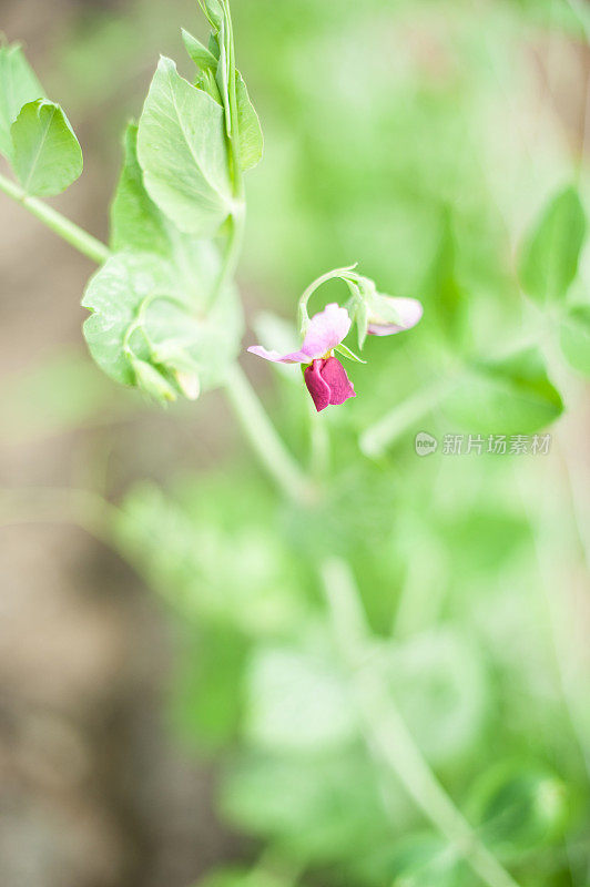 花糖在花园里抢豌豆