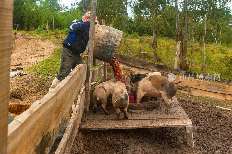 乡村生活-农民在喂猪