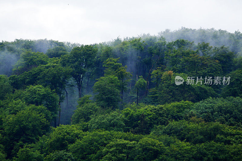 山毛榉林，雨后水汽