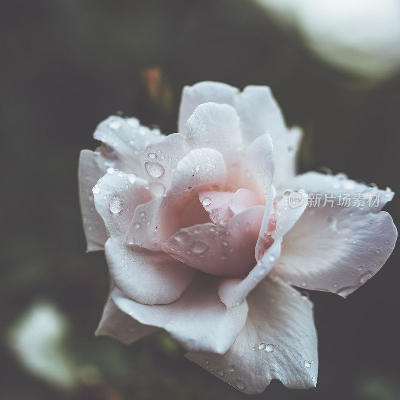 雨后的夏日，花园欣欣向荣