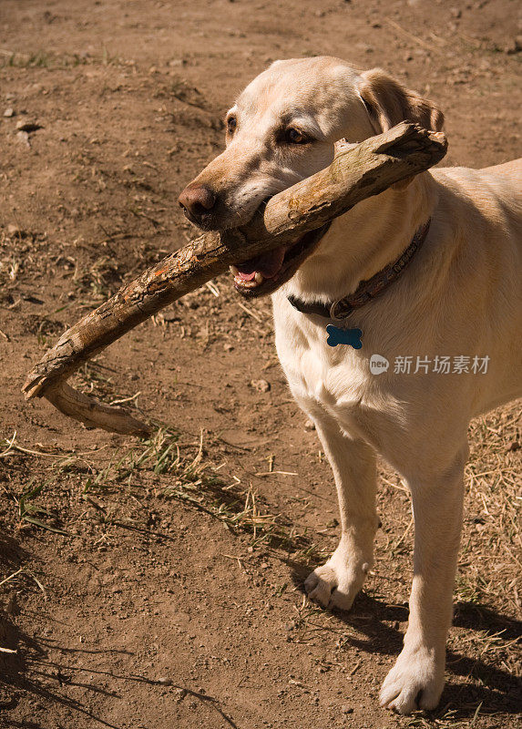 黄色拉布拉多犬