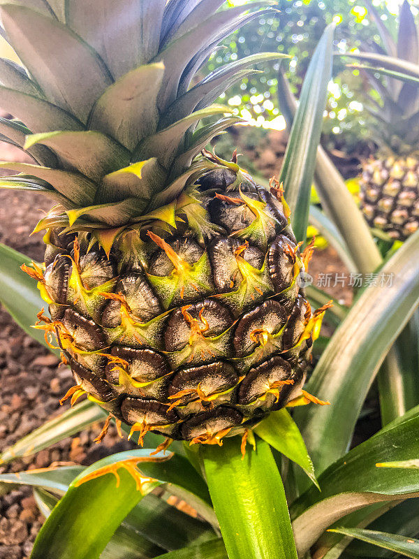 夏威夷毛伊岛的菠萝特写