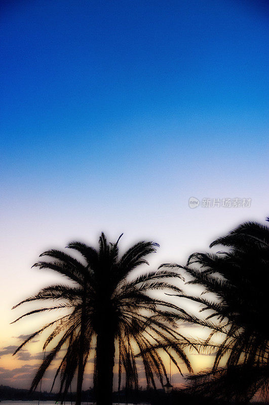 日落时柔软的百慕大或热带棕榈树