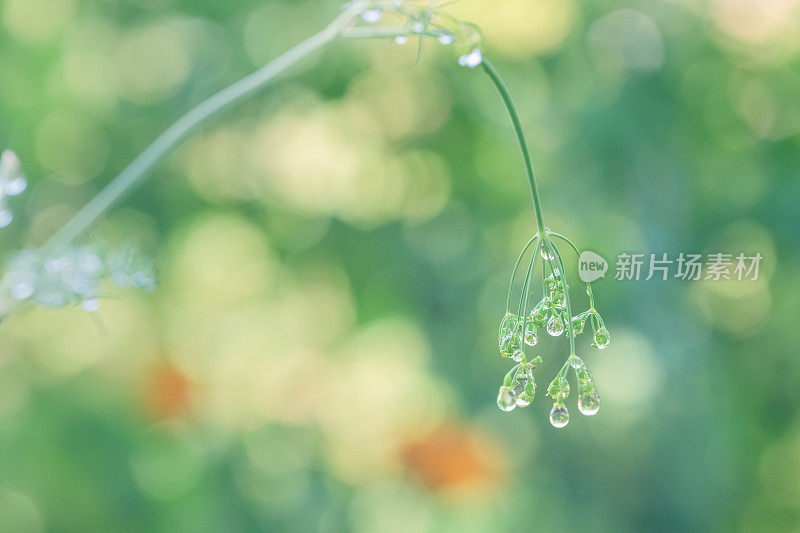 夏日花园散谷背景中，雨滴依附在小茴香上