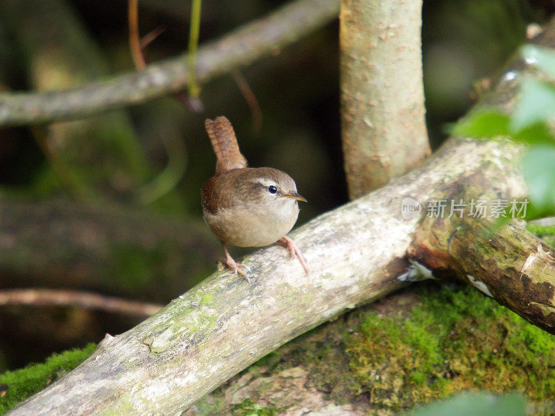 雷恩(Troglodytes-troglodytes)