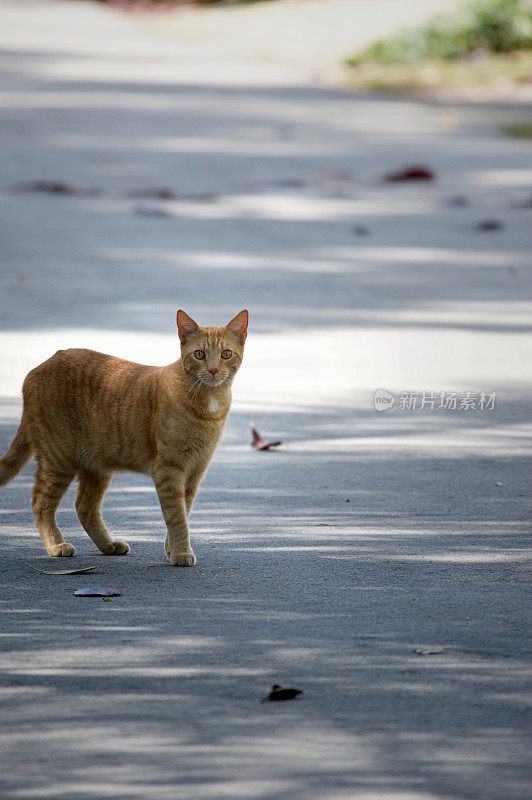 谨慎的姜tomcat