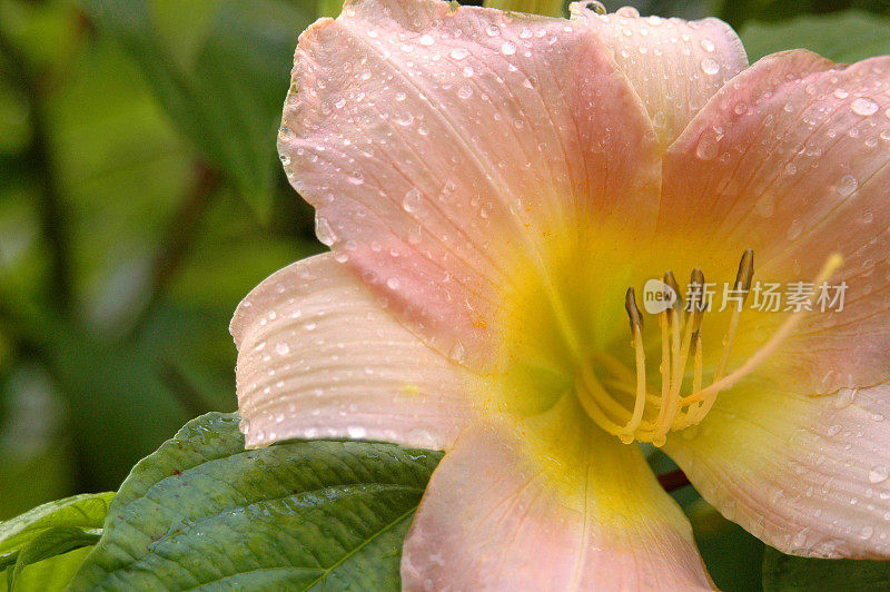 莉莉花上的夏雨