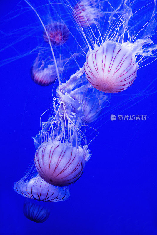 水母在水族馆。