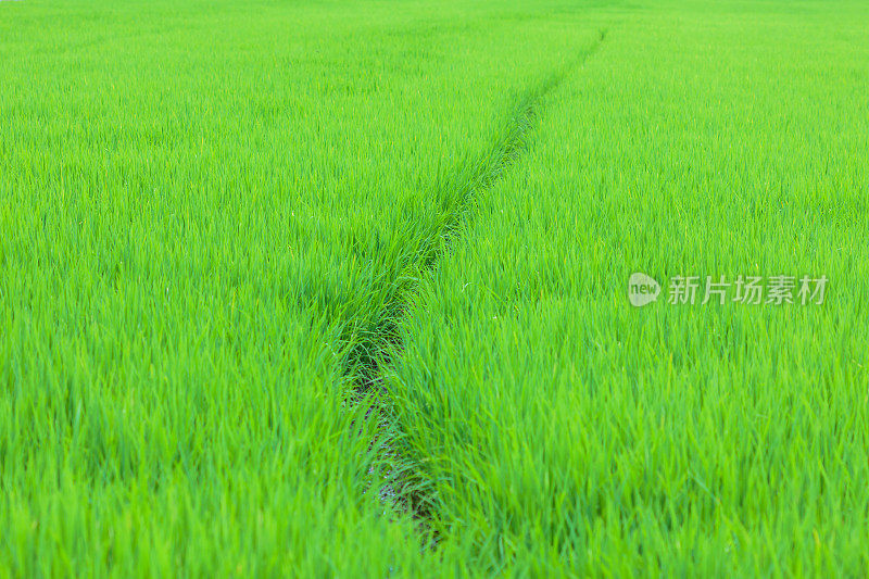 泰国北部高地的绿色稻田