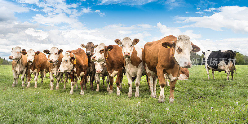 德国巴伐利亚州牧场上的一群奶牛