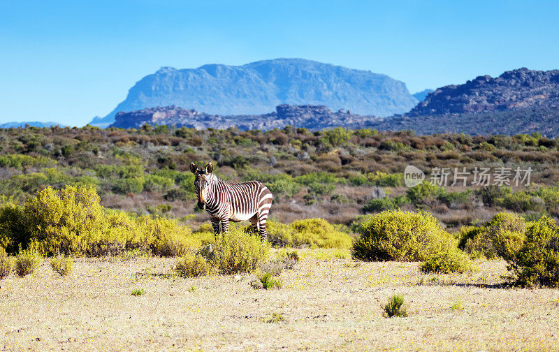 南非塞德堡山脉地区的海角山斑马