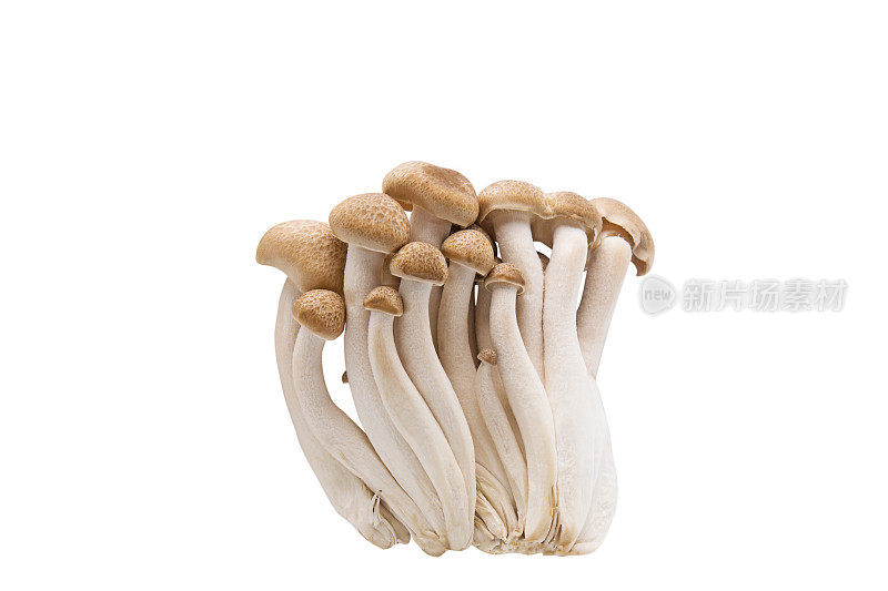 白色背景上的棕色山毛榉蘑菇