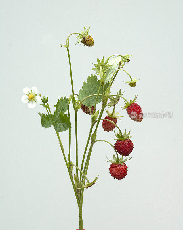 野草莓;草莓属vesca