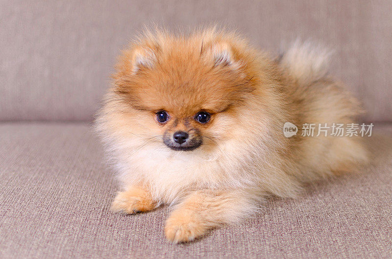 可爱的毛茸茸的博美犬躺在沙发上