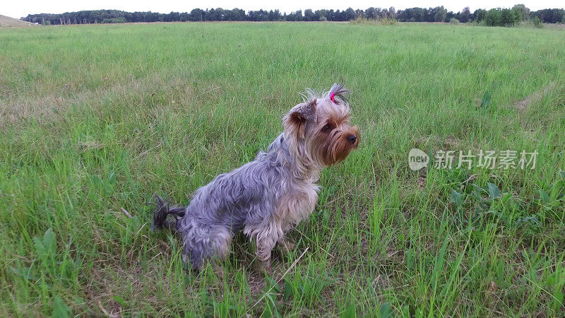 约克郡犬沿着草地奔跑的运动视频定格拍摄