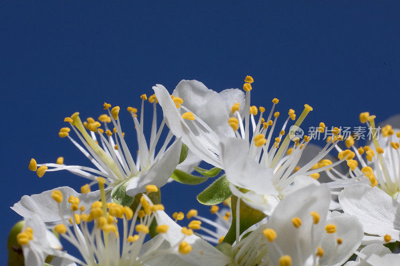 花园里一棵果树上盛开的白色花朵。近距离