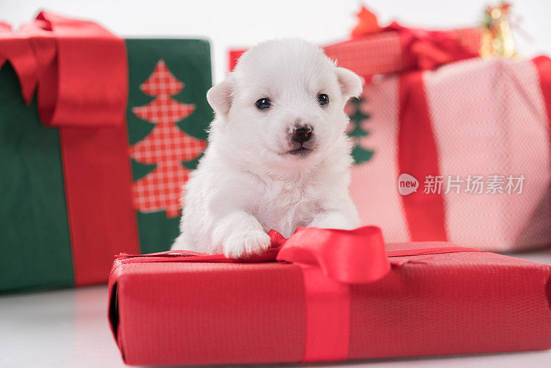 礼物盒上的圣诞小狗