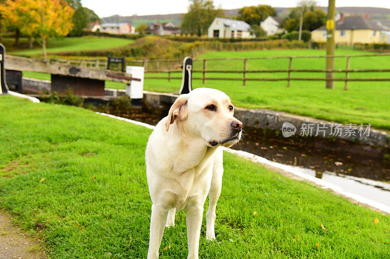 英国运河船上的拉布拉多寻回犬