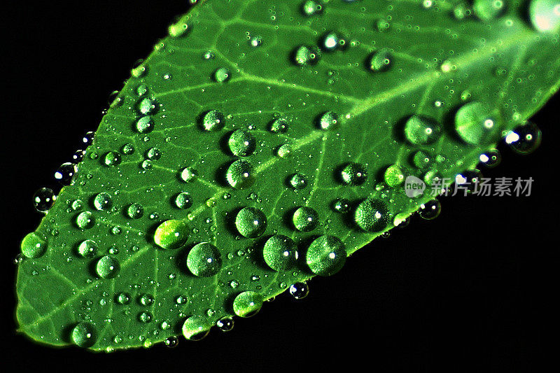 近距离观察绿叶上的雨滴。