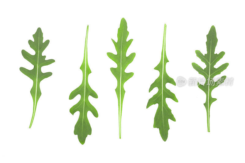 绿色新鲜的伞露或芝麻菜叶孤立在白色的背景上。前视图。平的模式。设置或集合