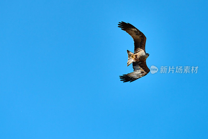 鹰在天空中飞翔