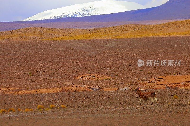 羊驼安第斯美洲驼独自行走，动物野生动物在玻利维亚安第斯高原和田园诗般的阿塔卡马沙漠，火山景观全景-波托西地区，玻利维亚安第斯，智利，Bolívia和阿根廷边境