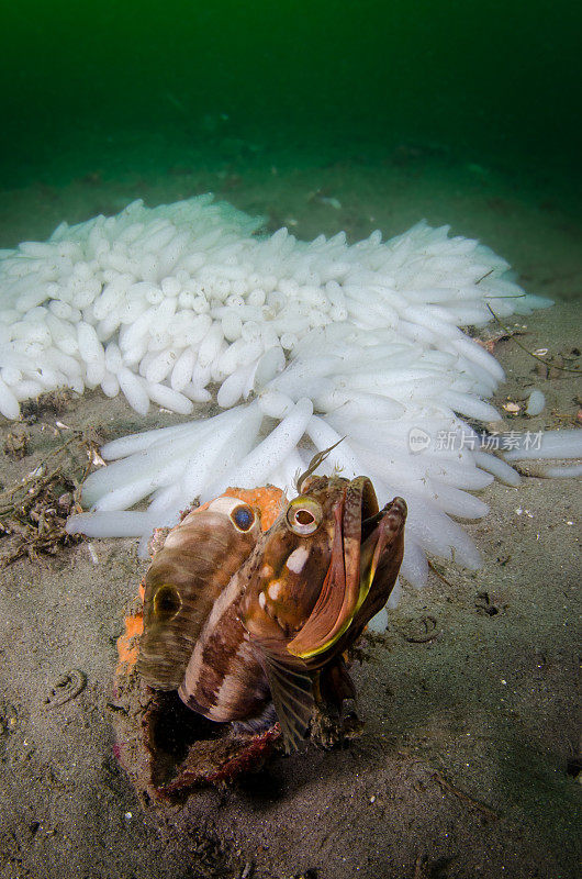 讽刺Fringehead