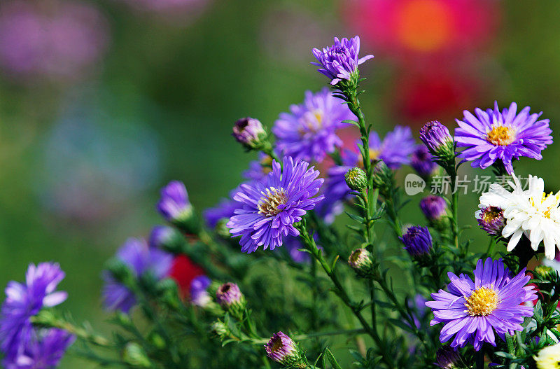 水马齿,菊花