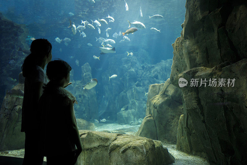 孩子们在一个大水族馆里看鱼