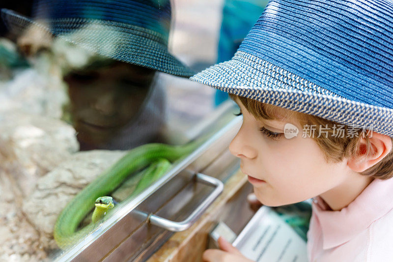 一个小男孩在欣赏水族箱里的绿毒蛇