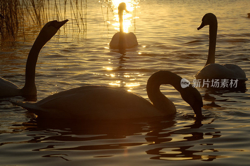 美丽的日落湖，天鹅在水面上游泳