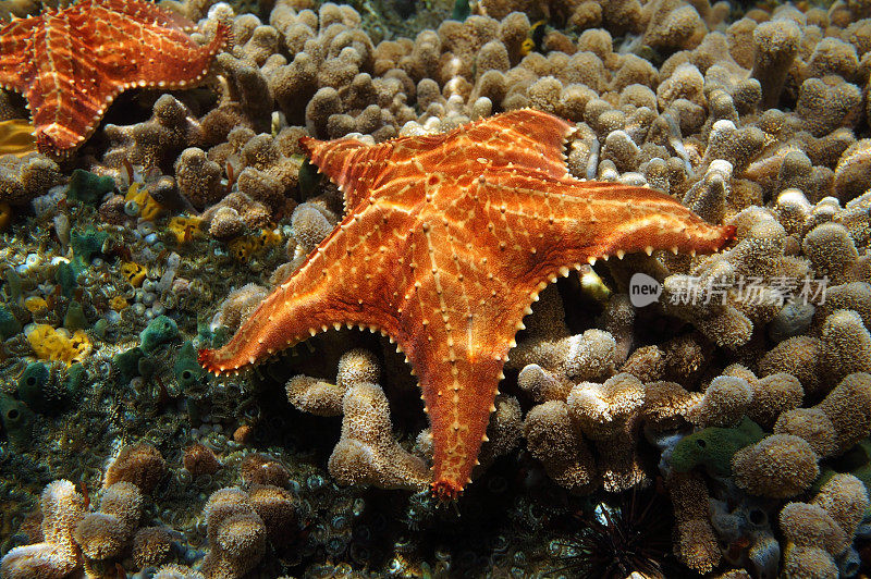 珊瑚海床上的海星