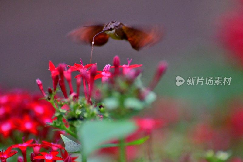 蜂鸟、鹰蛾和披针星