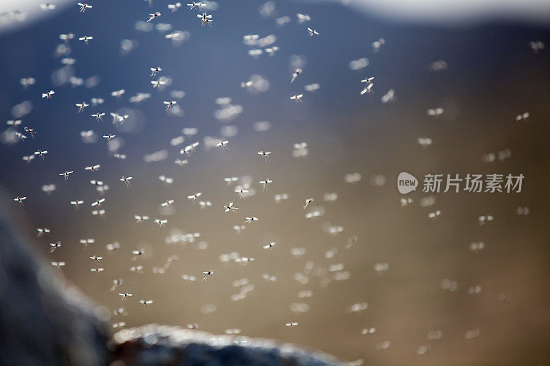 布伦库尔湖上有成千上万只小苍蝇