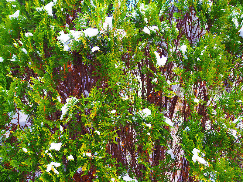 日本杜松松树上覆盖着崭新的白雪，满地背景