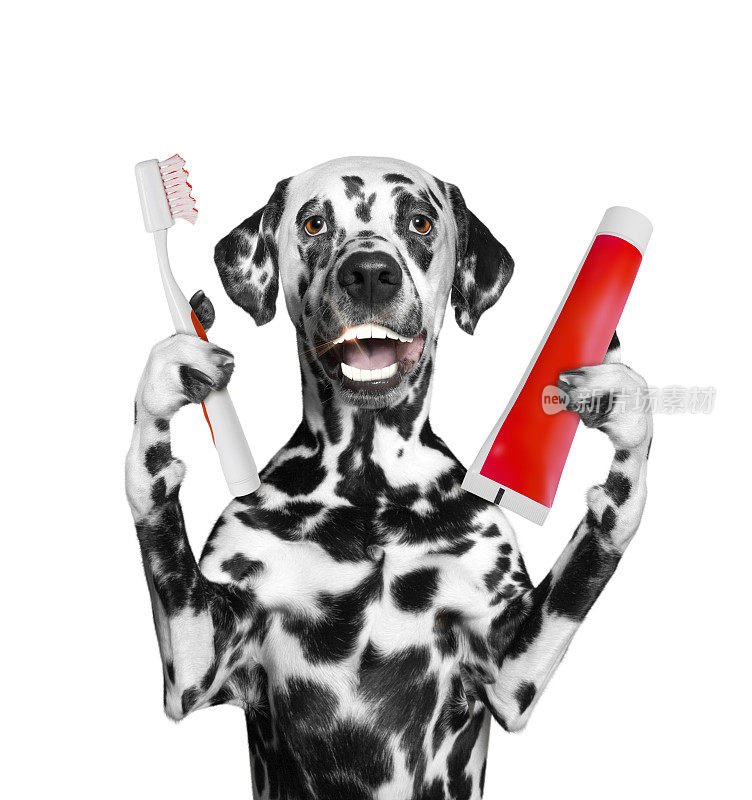 可爱的斑点狗用牙刷刷牙。孤立在白色