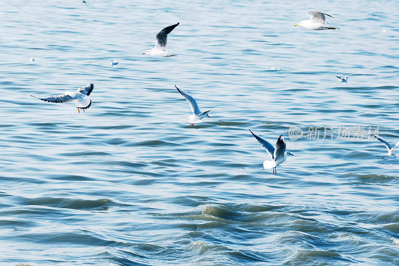 海鸥的海鸟一大群低飞在海浪的海面上。色调在instagram轻复古潮人的风格。