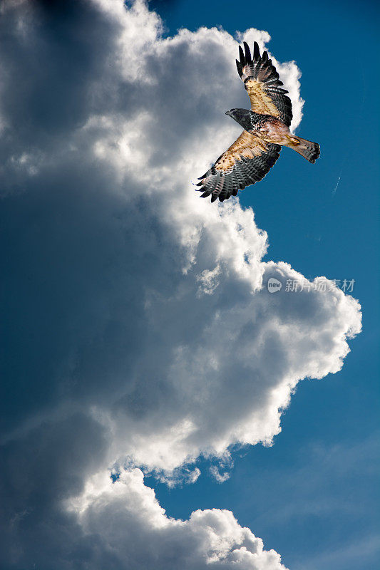 斯文森的鹰和夏天的天空。繁殖羽