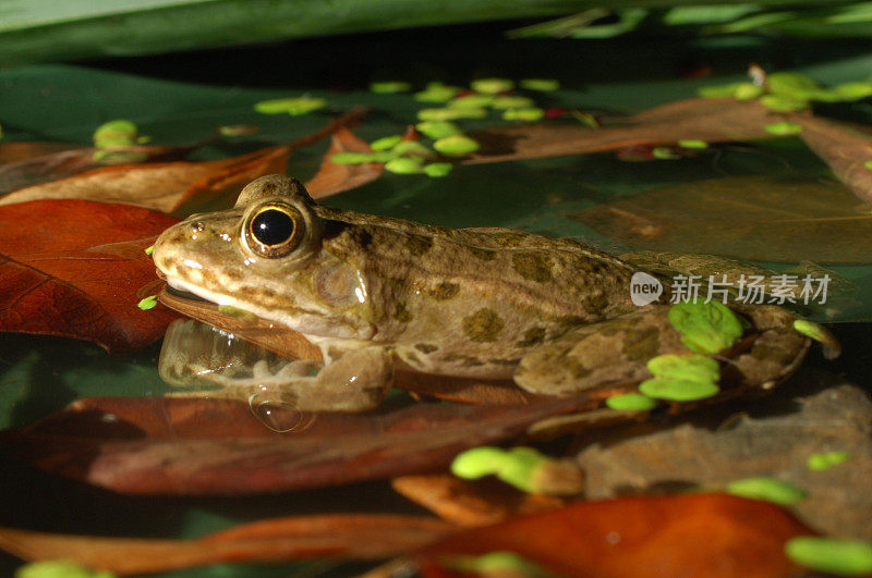 青蛙(Rana耐糖)