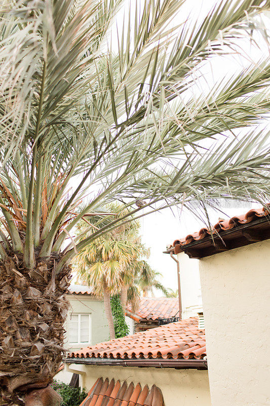 棕榈滩沃斯大街上的棕榈树