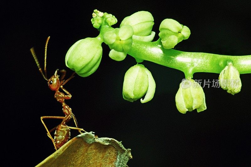 蚂蚁从叶子爬到花枝上。