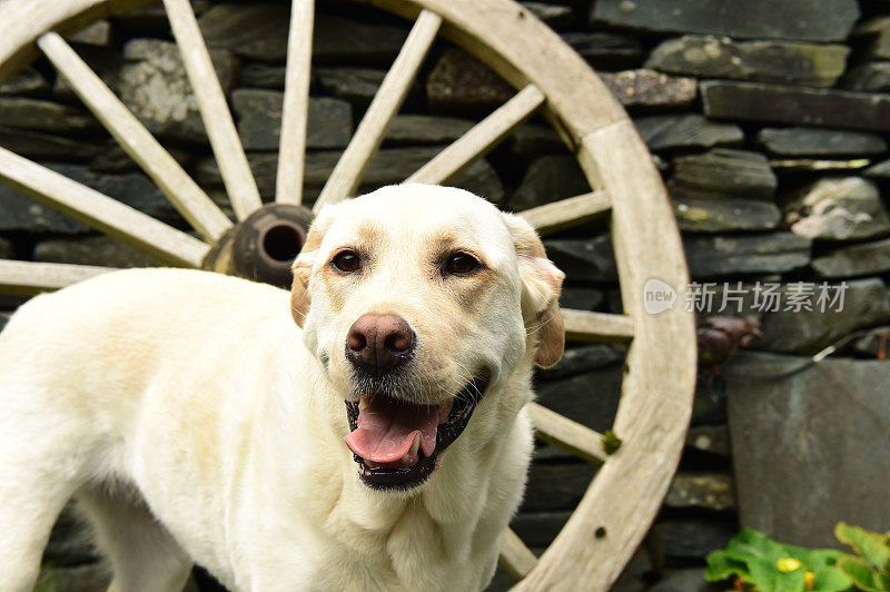 拉布拉多寻回犬和一个马车轮子