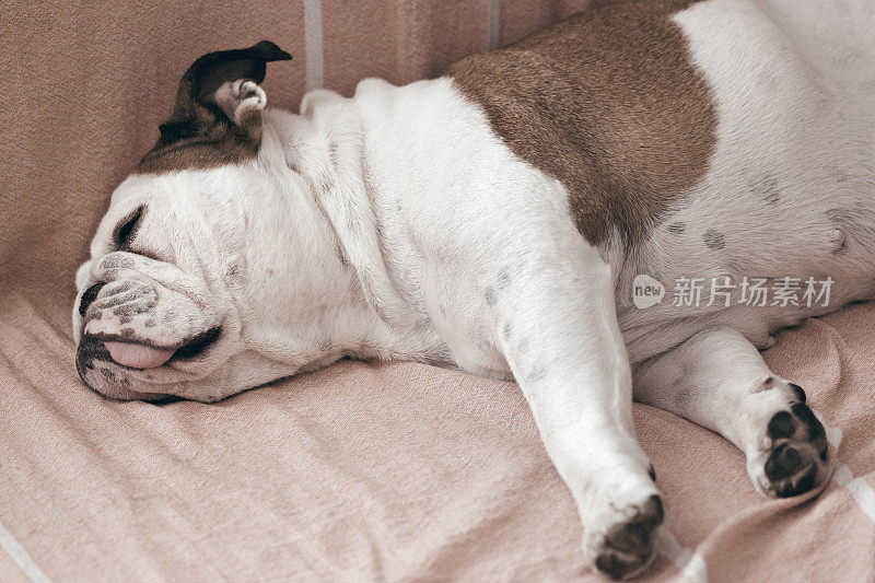疲倦的狗侧着身子睡在沙发上