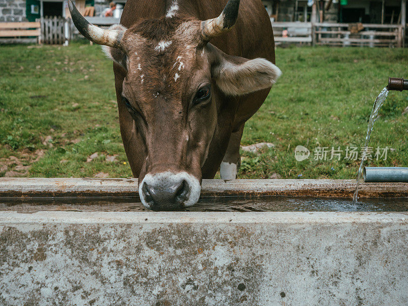 阿彭策勒的奶牛从喷泉里喝水的肖像