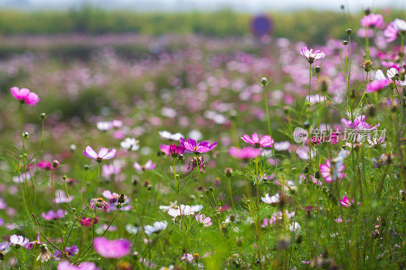 金菊花田背景