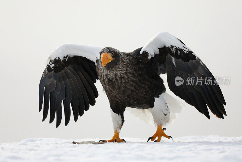 虎头海鹰在日本北海道