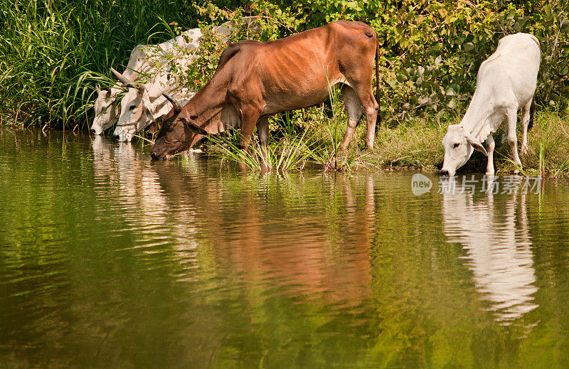 牛在印度农村的一个池塘里喝水的照片。