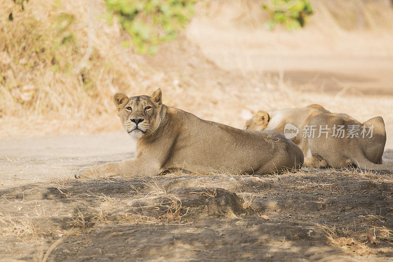 来自吉尔国家公园的亚洲母狮